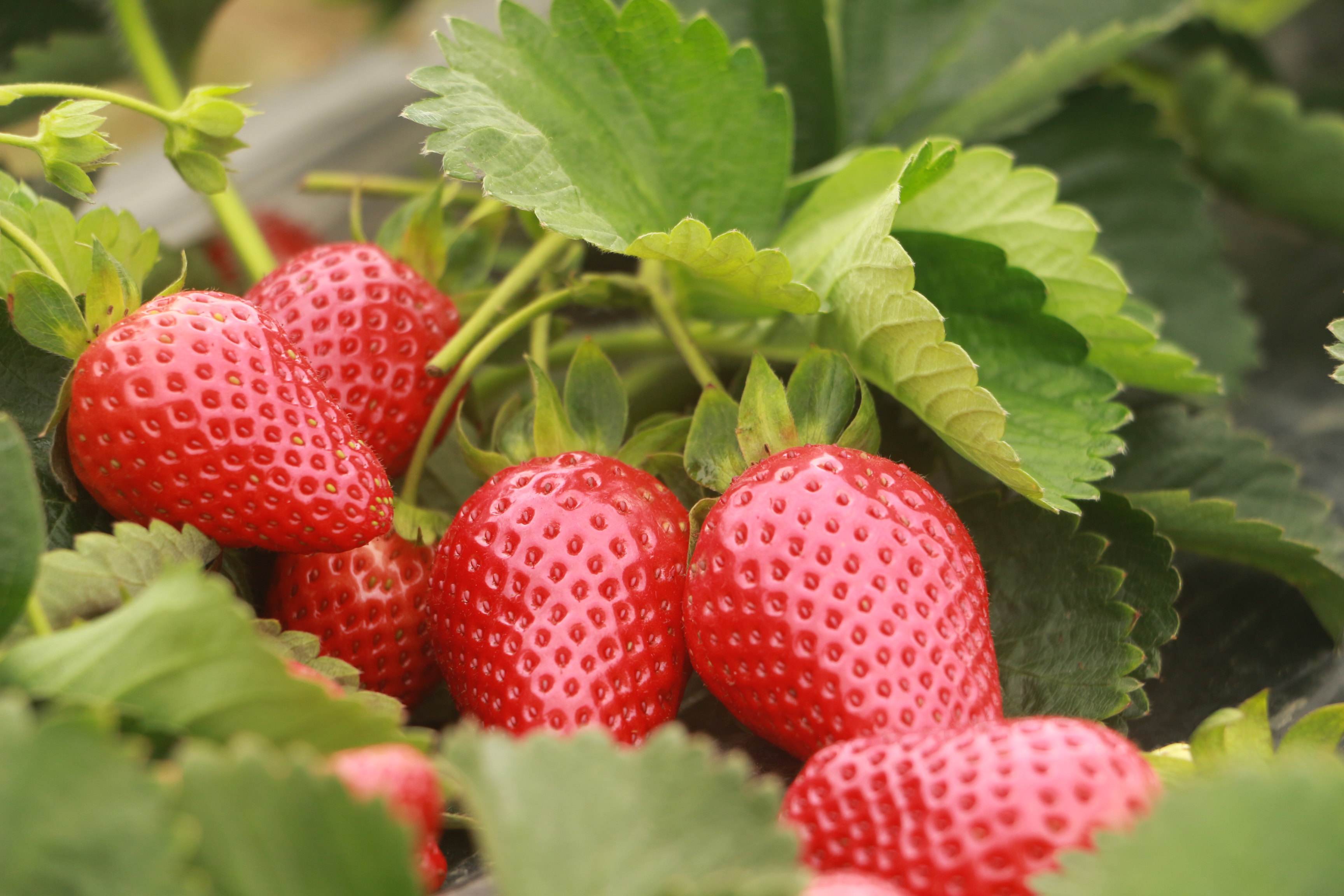 草莓到底如何施肥果大产量高？_土壤